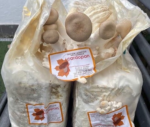 Ballette coltivazione funghi - 2,
